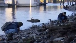 Что они ищут? Британцы платят за возможность покопаться в грязи