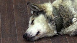 Собака умершего главы района в Якутии два года ждет хозяина в его кабинете