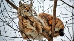 Хоть и дикая, но кошка: Снимать застрявшую на дереве рысь пришлось спасателям
