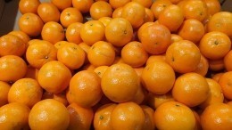 Львиная долька: популярные сорта мандаринов заместят корейскими и африканскими