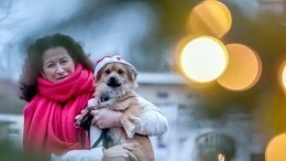 Не бойся, друг: как уберечь собаку от новогодних салютов