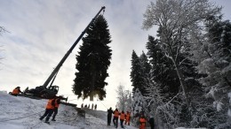 Главную елку страны доставят в сопровождении кремлевского кортежа в Москву