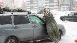 В Подмосковье коммунальщики установили новогоднюю елку, сфотографировали и увезли