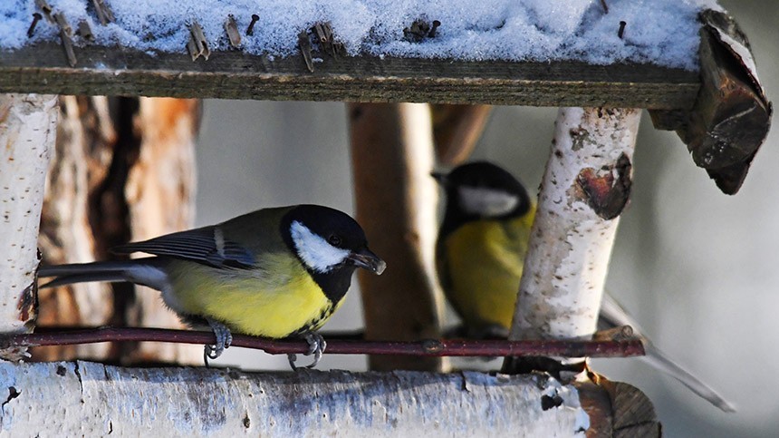 Остаемся зимовать: чем можно и категорически нельзя кормить птиц