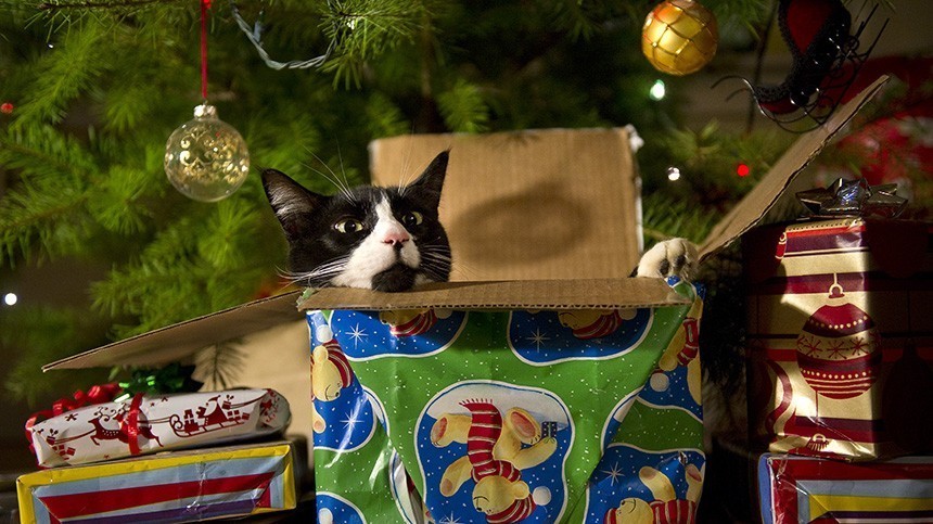Кот и Новый год: что делать, если питомец съел «дождик» или мишуру с елки
