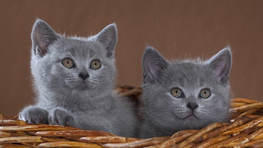 Пушистые целители: могут ли кошки менять карму человека
