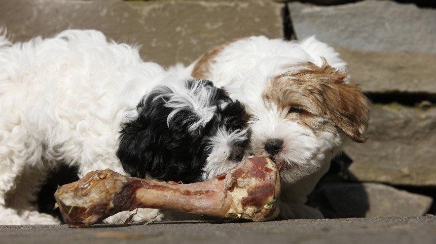 Травма зубов и кишечная непроходимость: можно ли собакам давать кости?