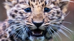 В Приморье спасли замерзавших в сугробе детенышей амурских леопардов