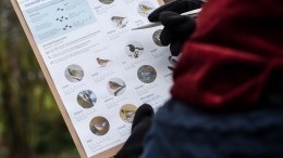 В России началась зимняя перепись птиц