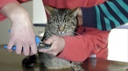 Больные «мягкие лапки»: когда в РФ запретят калечащие ветеринарные операции