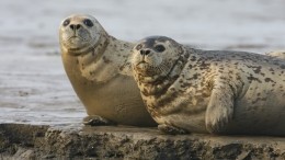 В ЮАР тюлени массово нападают на людей