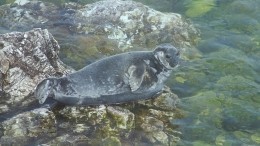 Строптивый тюлень застрял на суше на три дня и «накричал» на пришедших спасателей