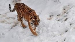 Кошка против собак: по Приморскому селу бродит опасный тигр