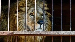 Жительница Приморья пыталась пробраться в клетку ко льву и чуть не лишилась руки