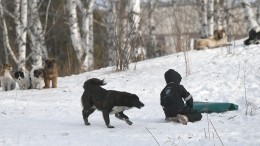 В Омске на ребенка напала стая бродячих собак — видео