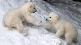 Семья белых медведей встретила экипаж ледокола «Сибирь» в Енисейском заливе