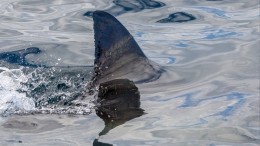 Акула загрызла плававшую с дельфинами 16-летнюю девушку в Австралии