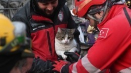 Живого кота достали из-под завалов в Турции спустя 110 часов после землетрясения