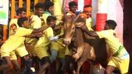 В Индии разъяренный бык атаковал толпу людей на празднике — видео