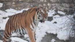 Рубашка с кровью и патрон в ружье: тигр напал на охотника в Хабаровском крае