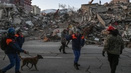 Пушистые герои: как собаки спасают людей из-под завалов в Турции