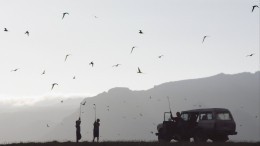 Ученые предрекают экокатастрофу из-за нашествия птиц в Мексике