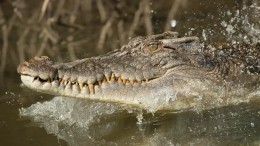В Австралии крокодил чуть не съел рыбака — видео