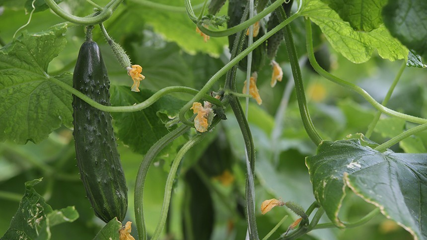 Огород на балконе: пять секретов выращивания овощей дома