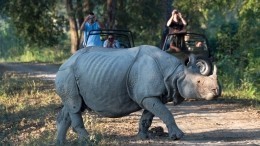 Разъяренные носороги чуть не убили туристов во время сафари