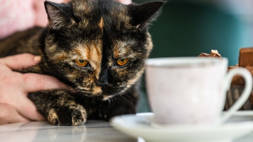 Власти Британии намерены истребить всех кошек в стране: зачем это нужно?