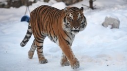 Держал в страхе всю округу: в Приморье поймали «конфликтного» тигра