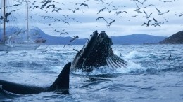 Кто это: ученые из Австралии разгадали тайну морского чудовища «хафгуфа»