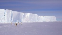 В Антарктиде лед растаял до рекордно низкого уровня за всю историю наблюдений