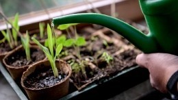 Секреты садоводства: как своими руками сделать удобную тару для рассады