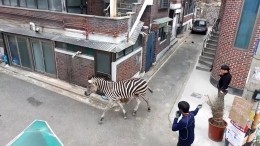 Зебра сбежала из зоопарка в Южной Корее — видео
