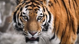 Зверские обстоятельства: тигр напал на тракториста в Хабаровском крае