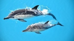 Мечта наблюдать за дельфинами может привести к суду в США