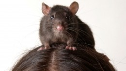 «Проблема Линды»: крысы и люди всегда совершают одну и ту же логическую ошибку