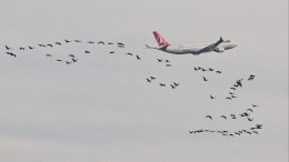 Самолет столкнулся с птицами при посадке в Самаре