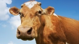 Корова напала на пенсионерку в Хабаровском крае — видео