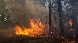 В Бурятии пастух бросил окурок и сжег несколько гектаров леса — видео