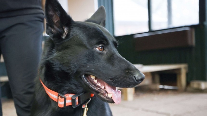 Боец привез в зону СВО своего пса и учит искать мины: «Однажды принес ее в зубах»