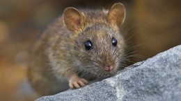 Французские активисты выступили за мирное сосуществование с крысами