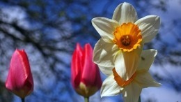 Миллионы тюльпанов и нарциссов: как цветет «неземной» сад в Нидерландах