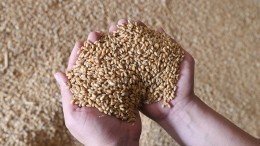 «Иуды подавились зерном»: Захарова о запрете импорта украинской пшеницы в Польшу