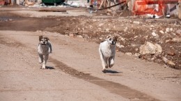 Собаки загрызли мальчика в Оренбурге: хронология трагедии и можно ли было избежать