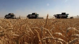 Коммерческая выгода? «Большая семерка» просит Россию продлить зерновую сделку