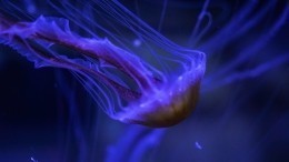 Из темноты смотрели 24 глаза: ученые обнаружили «медуз смерти»