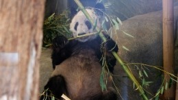 Китай заберет панду-посланца дружбы из США на родину спустя 20 лет