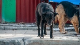Регионам могут разрешить усыплять бездомных собак